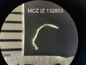 Media type: image;   Invertebrate Zoology 132803 Description: Digital photograph of preserved specimen.;